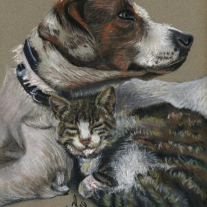 Dog and Cat