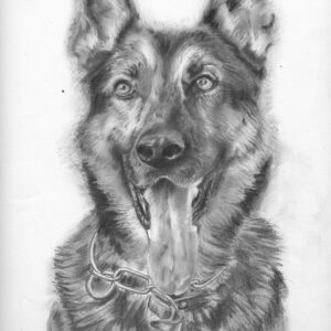 Shepherd Dog